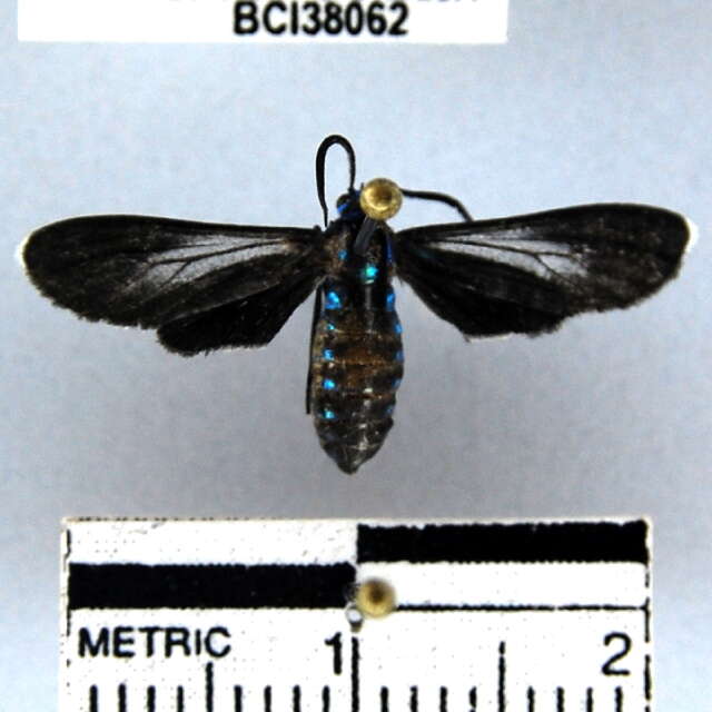 Image of <i>Uranophora leucotelus</i>