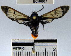 Image of Gymnelia colona Schaus 1911