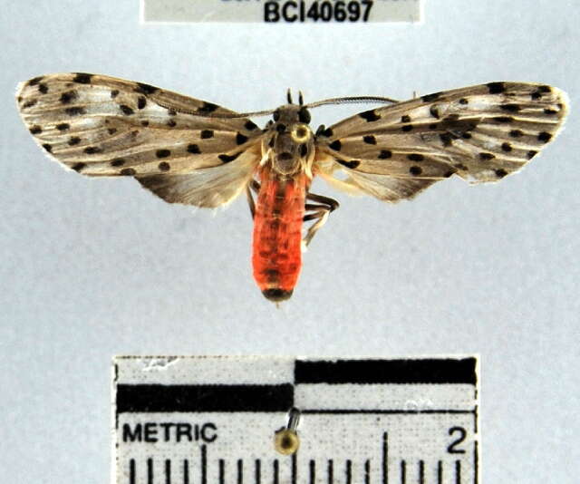 Image of Eucereon atrigutta