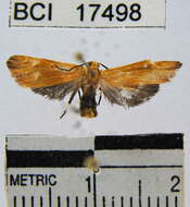 Image of Lichen moth