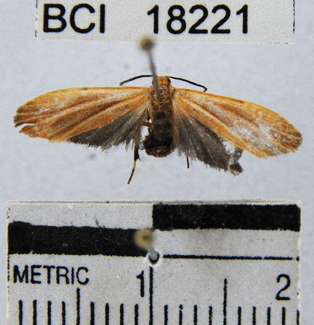 Image of Lichen moth