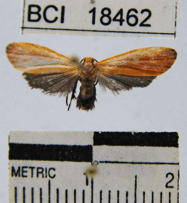 Image of Lichen moth