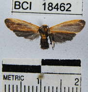 Image of Lichen moth