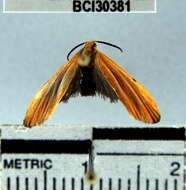 Image of Lichen moth