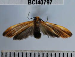 Image of Lichen moth