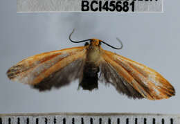 Image of Lichen moth