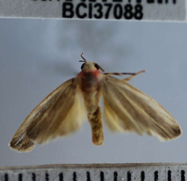 Image of Rhabdatomis cora Dyar 1907