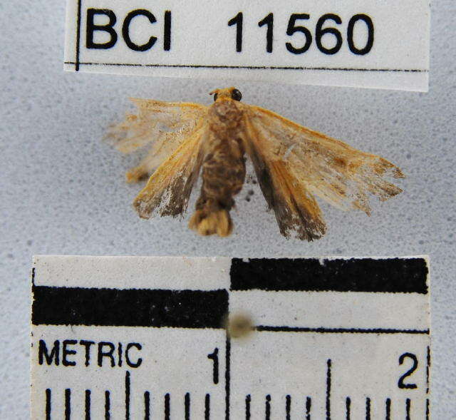 Image of Lichen moth