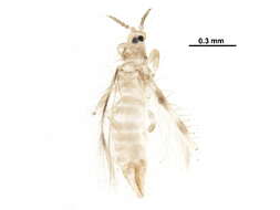 Image of Scolothrips