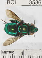 Image of orchid bee