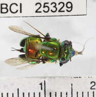 Image of orchid bee