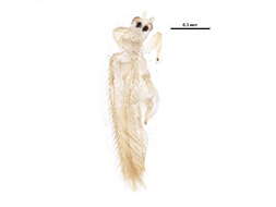 Image of Mycterothrips