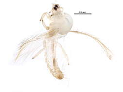 Image of Mycterothrips