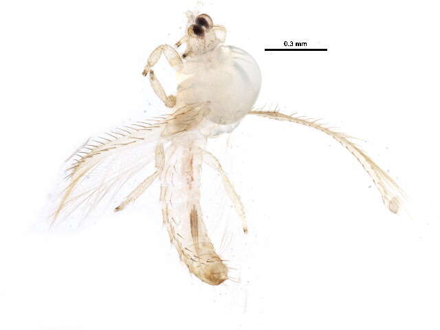 Image of Mycterothrips