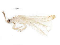 Image of Mycterothrips