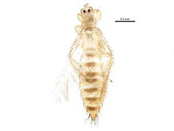 Image of Mycterothrips