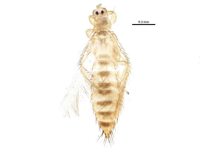 Image of Mycterothrips