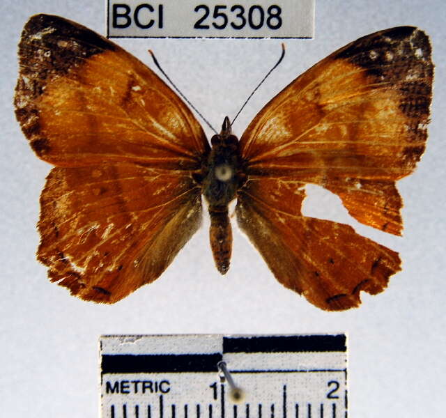 Image of Nica flavilla canthara Doubleday 1949