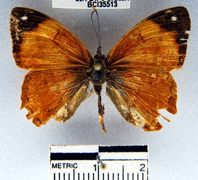 Image of Nica flavilla canthara Doubleday 1949