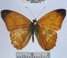 Image of Nica flavilla canthara Doubleday 1949