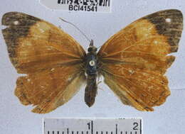 Image of Nica flavilla canthara Doubleday 1949