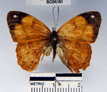 Image of Nica flavilla canthara Doubleday 1949