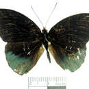 صورة <i>Eunica chlororhoa mira</i>