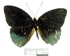 صورة <i>Eunica chlororhoa mira</i>