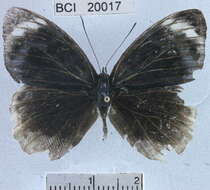 صورة <i>Eunica chlororhoa mira</i>