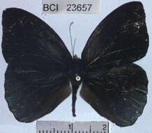 صورة <i>Eunica chlororhoa mira</i>