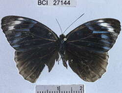 صورة <i>Eunica chlororhoa mira</i>