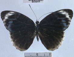 صورة <i>Eunica chlororhoa mira</i>