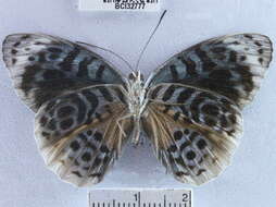 صورة <i>Eunica chlororhoa mira</i>