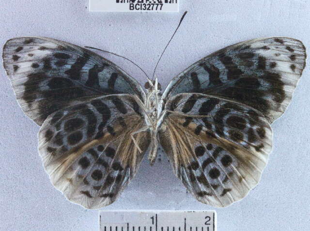 صورة <i>Eunica chlororhoa mira</i>