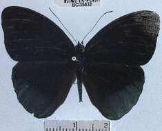 صورة <i>Eunica chlororhoa mira</i>