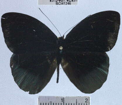 صورة <i>Eunica chlororhoa</i>