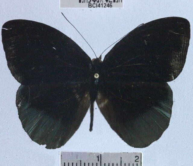 صورة <i>Eunica chlororhoa mira</i>