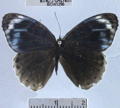 صورة <i>Eunica chlororhoa</i>