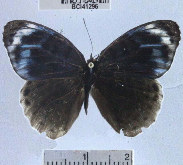 صورة <i>Eunica chlororhoa mira</i>