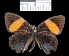 Image of brush-footed butterflies