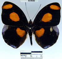 Image of Catonephele numilia Cramer 1779