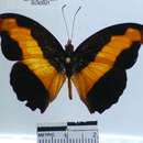 <i>Catonephele mexicana</i> resmi