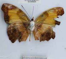 Image of Catonephele nyctimus Westwood 1850