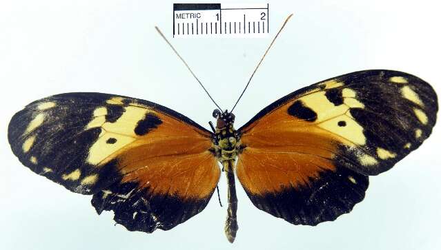 Image of <i>Heliconius hecale melicerta</i>