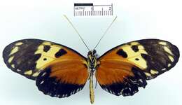 Image of <i>Heliconius hecale melicerta</i>