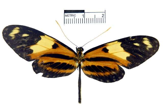 Image of Mechanitis lysimnia macrinus Hewitson 1860