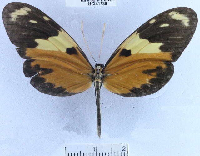 Image of Mechanitis lysimnia macrinus Hewitson 1860