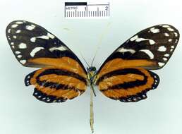 Image of <i>Melinaea lilis parallelis</i>