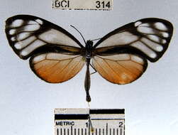 Image of <i>Hypoleria lavinia libera</i>