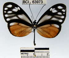 Image of <i>Hypoleria lavinia libera</i>